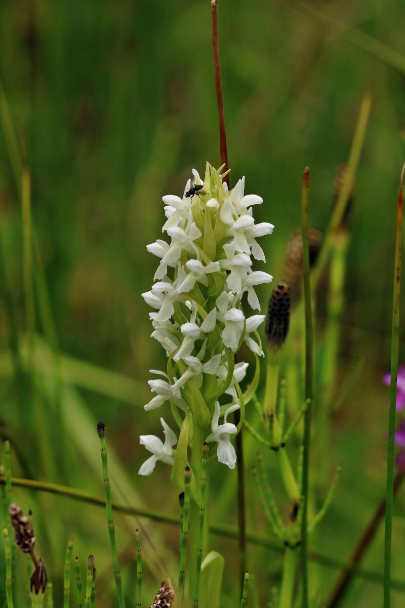 RNA_2017_06_08_8406p_Bildgr��e �ndern