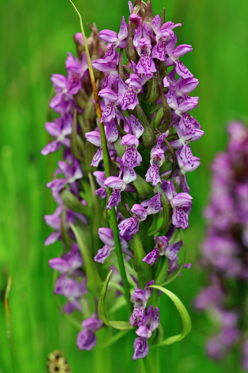 RNA_2017_06_08_8409p_Bildgr��e �ndern