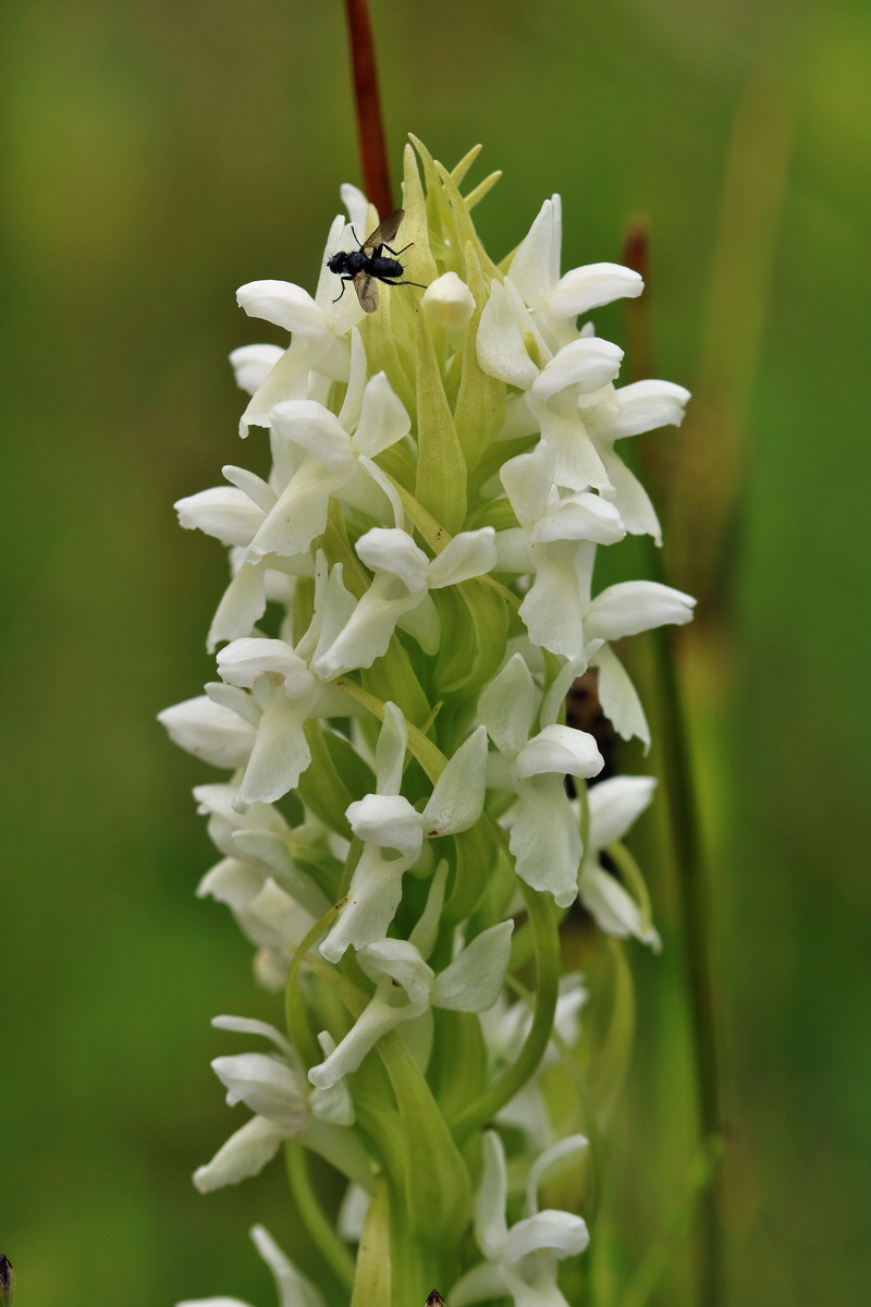 RNA_2017_06_08_8418p_Bildgr��e �ndern