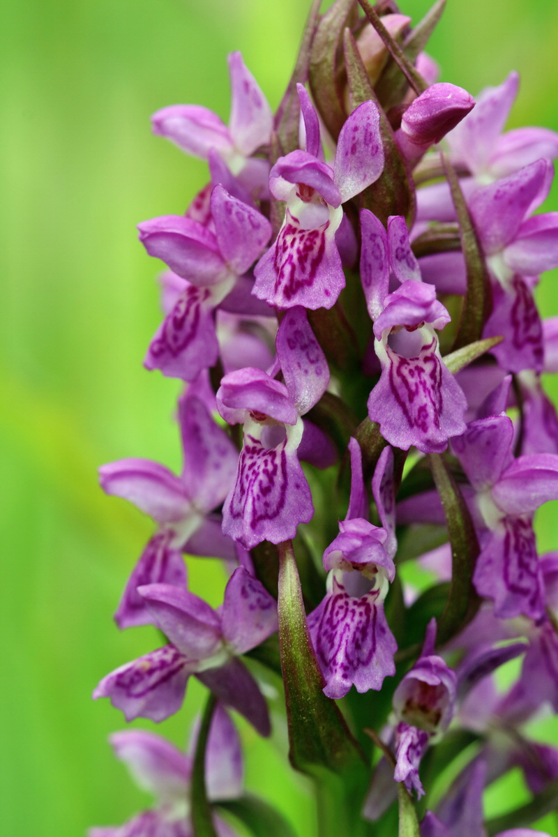 RNA_2017_06_08_8448p_Bildgr��e �ndern