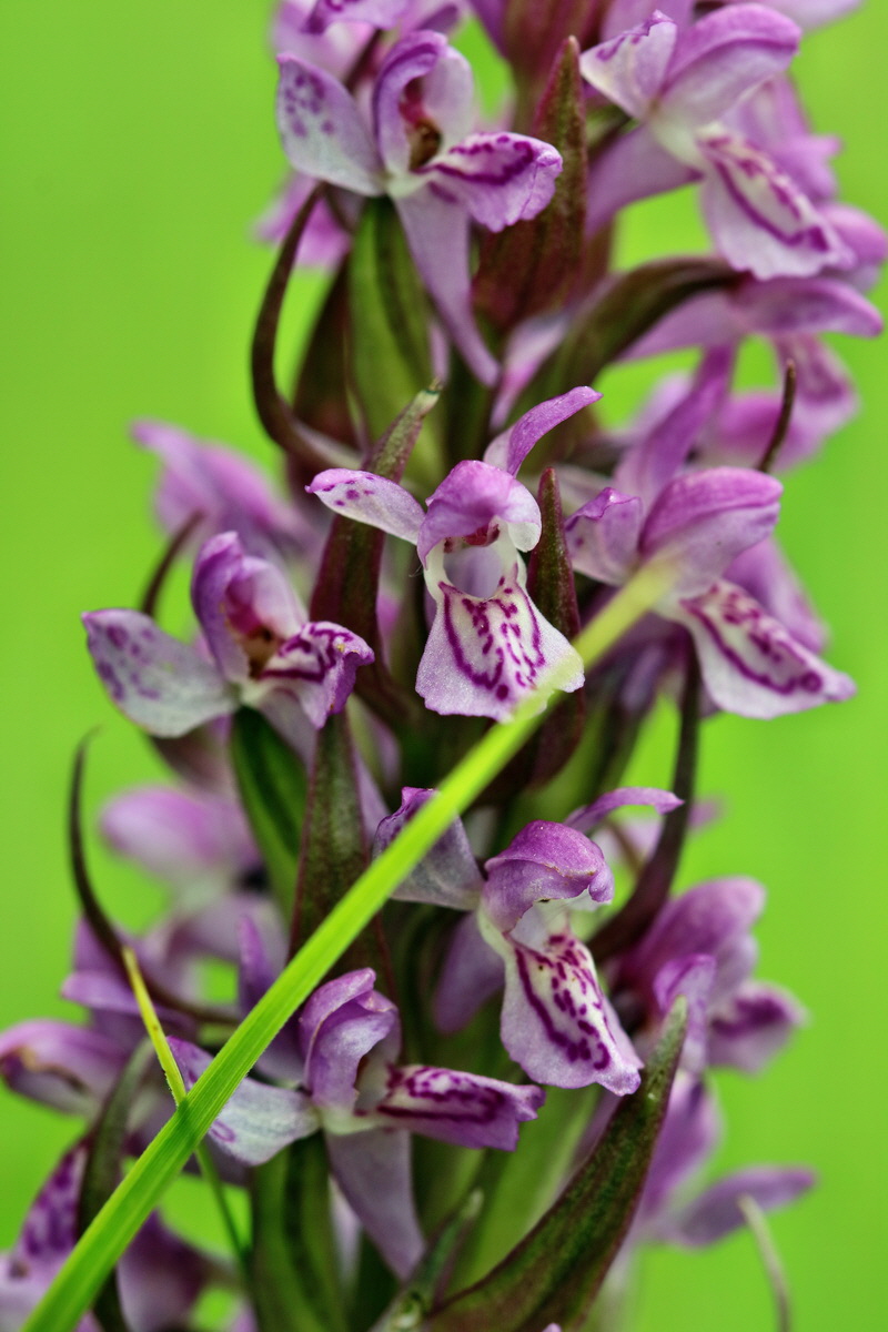 RNA_2017_06_08_8456p_Bildgr��e �ndern