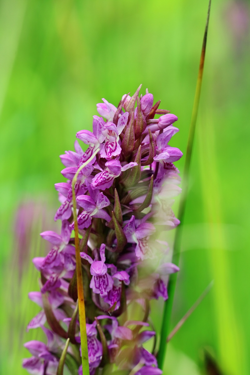 RNA_2017_06_08_8487p_Bildgr��e �ndern