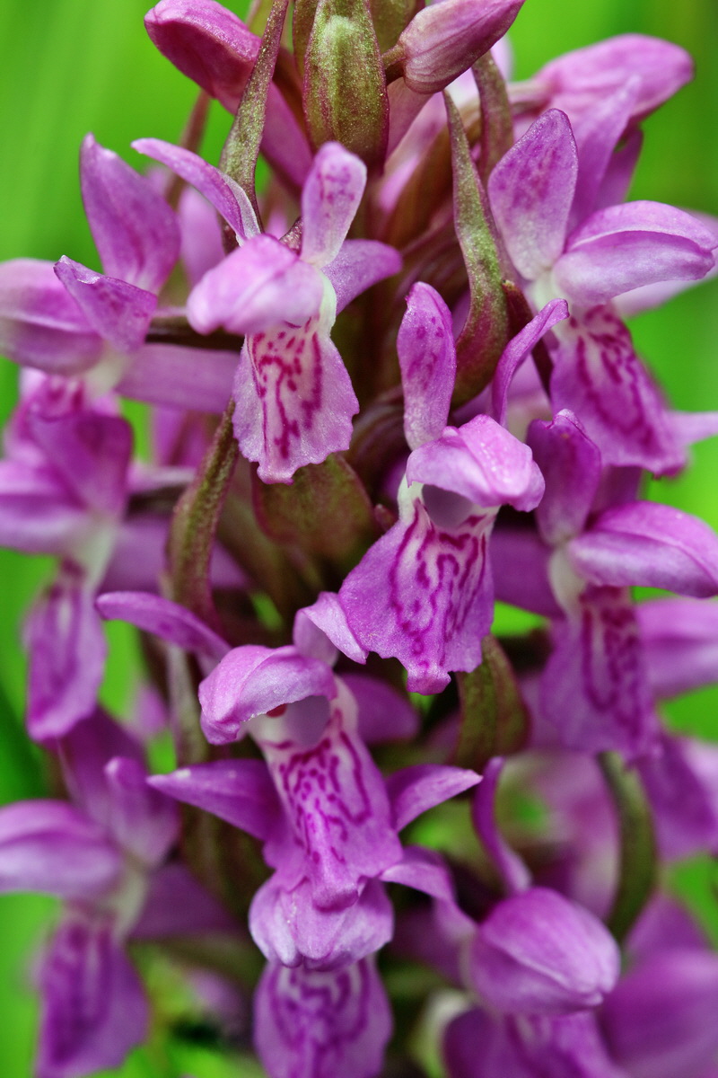 RNA_2017_06_08_8503p_Bildgr��e �ndern