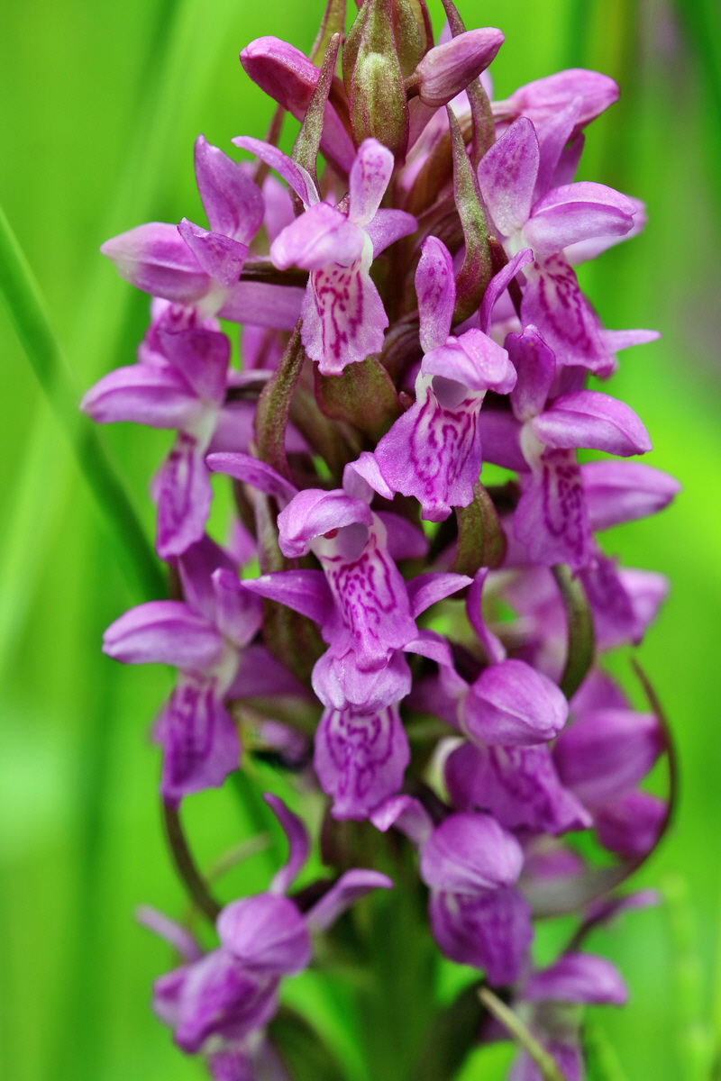 RNA_2017_06_08_8507p_Bildgr��e �ndern