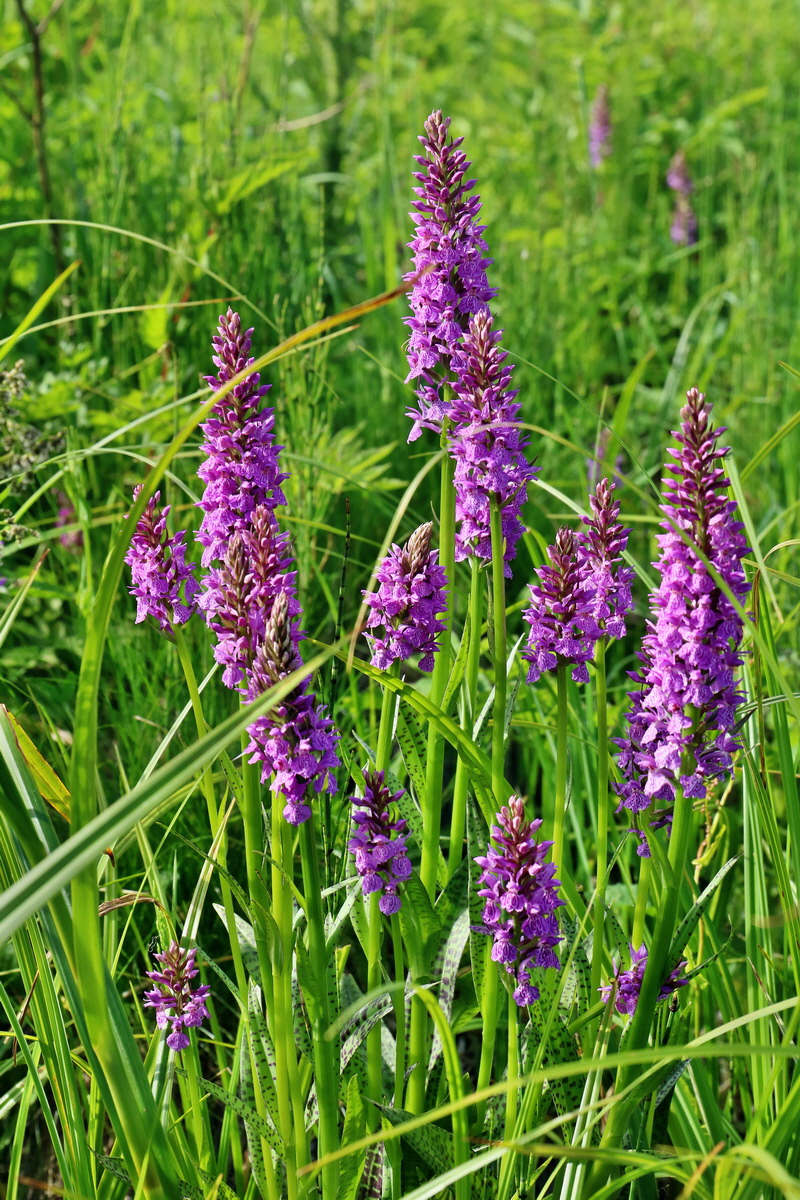 RNA_2017_06_08_8522p_Bildgr��e �ndern