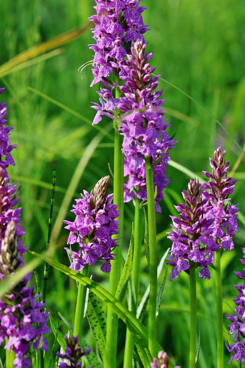 RNA_2017_06_08_8526p_Bildgr��e �ndern