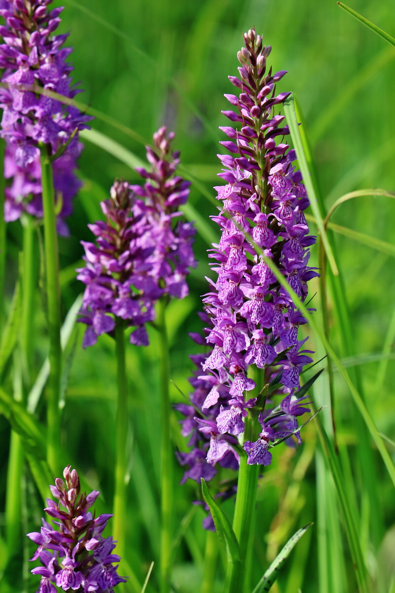 RNA_2017_06_08_8529p_Bildgr��e �ndern