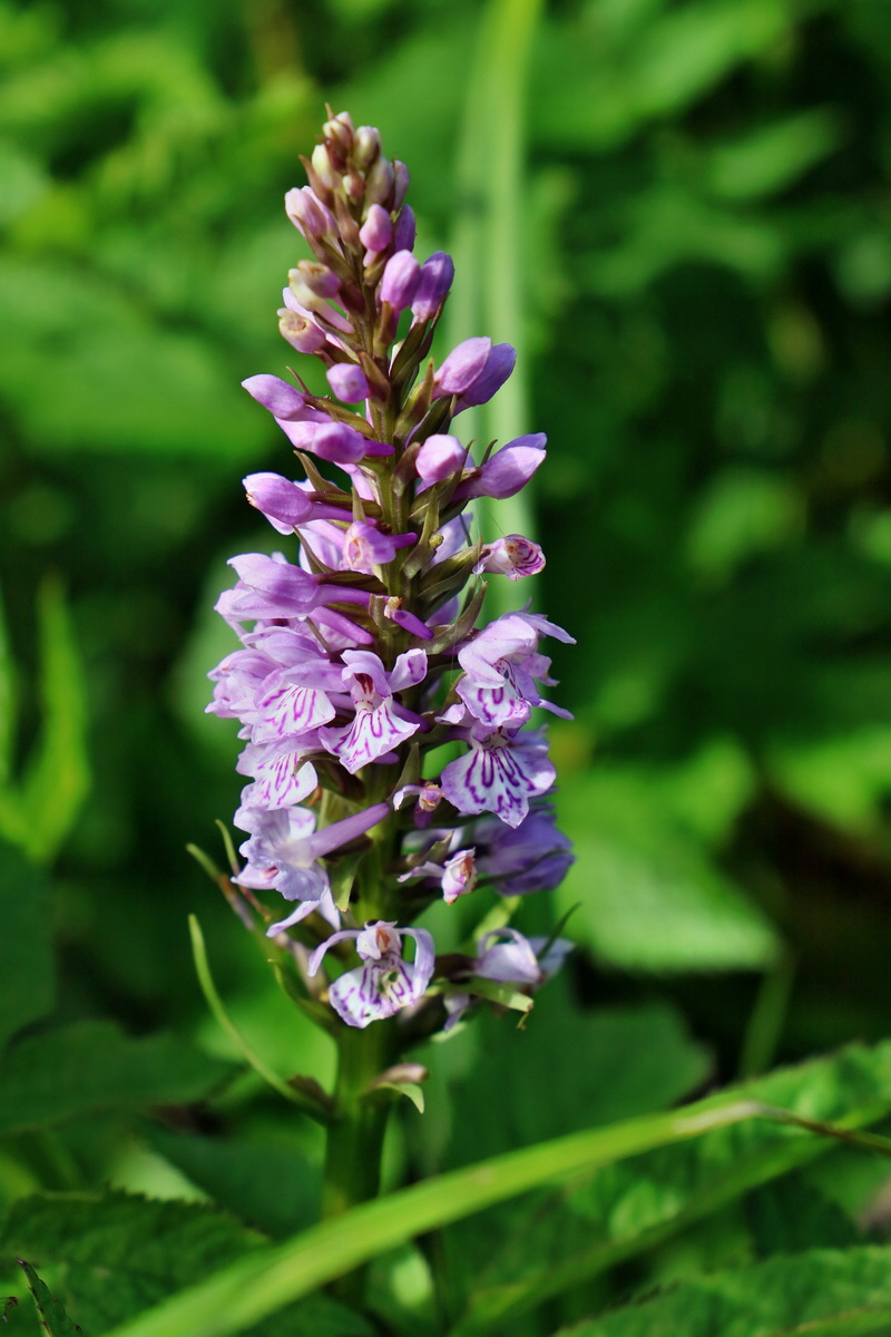 RNA_2017_06_08_8561p_Bildgr��e �ndern