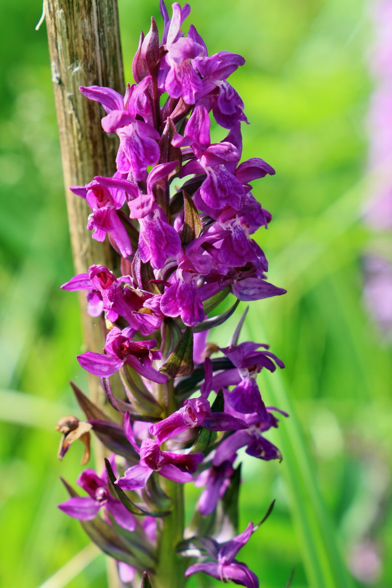 RNA_2017_06_08_8564p_Bildgr��e �ndern