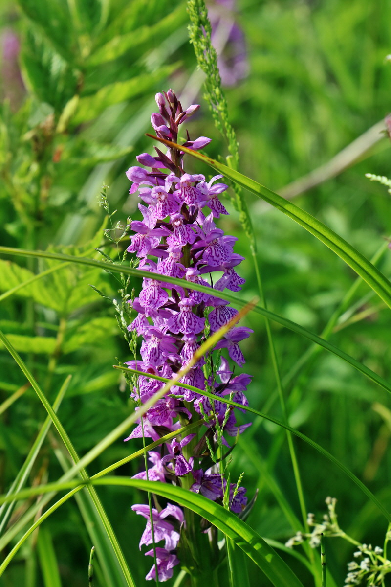 RNA_2017_06_08_8567p_Bildgr��e �ndern