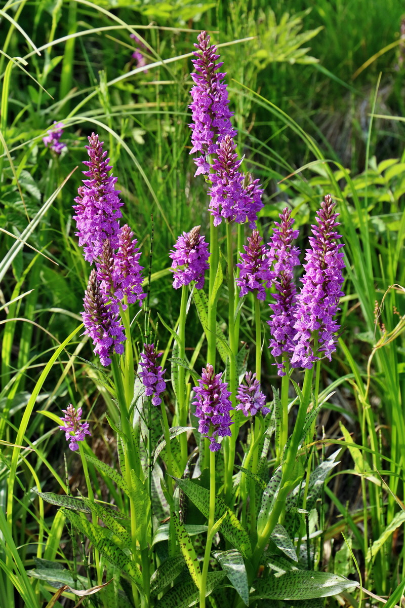 RNA_2017_06_08_8602p_Bildgr��e �ndern