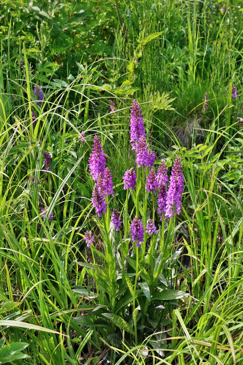 RNA_2017_06_08_8607p_Bildgr��e �ndern