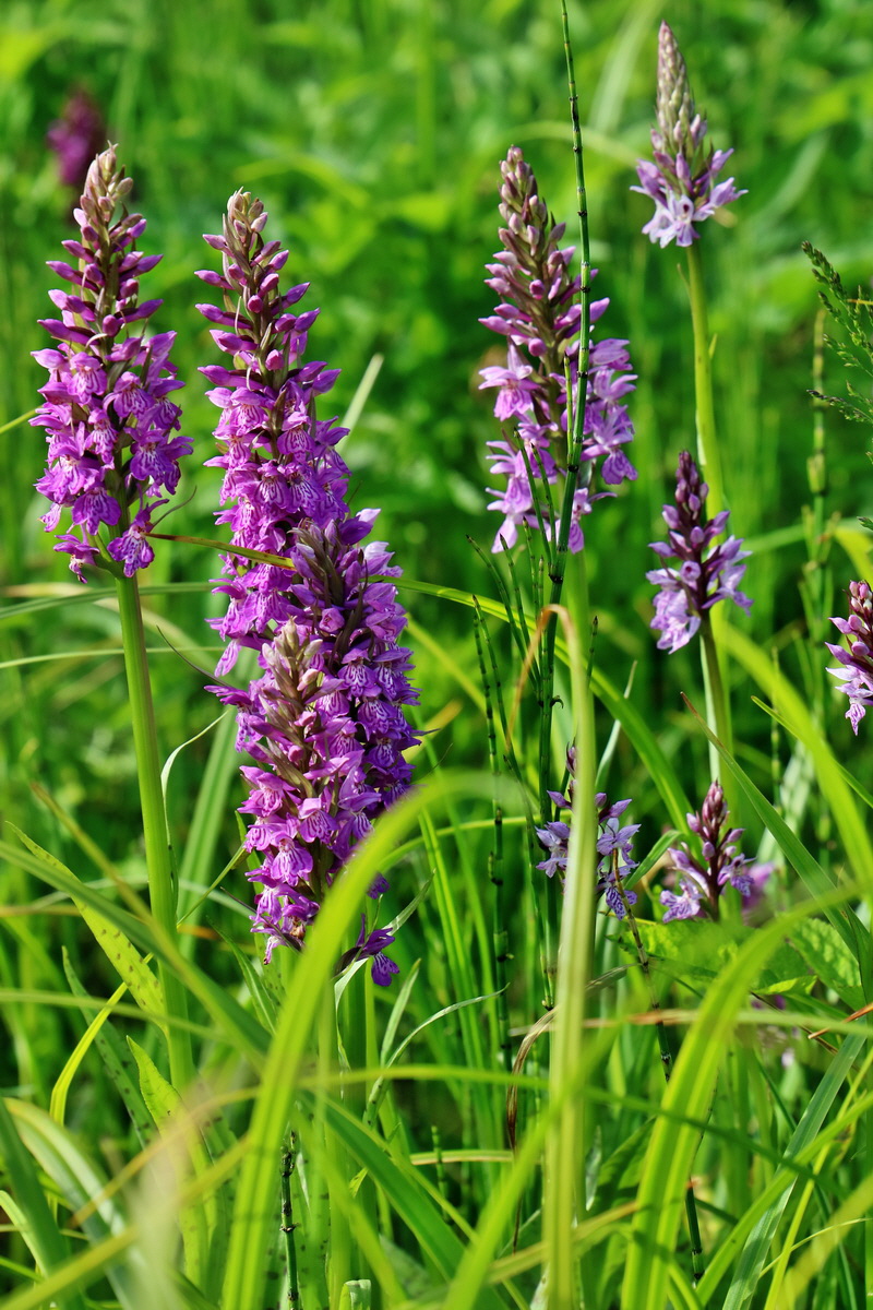 RNA_2017_06_08_8664p_Bildgr��e �ndern