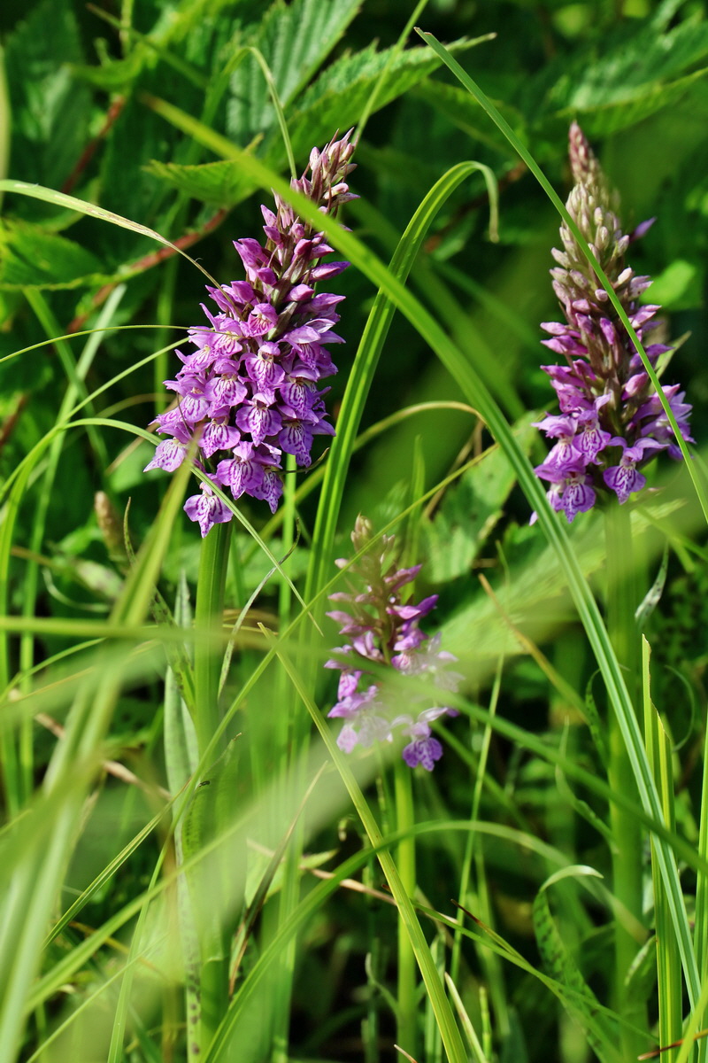 RNA_2017_06_08_8679p_Bildgr��e �ndern