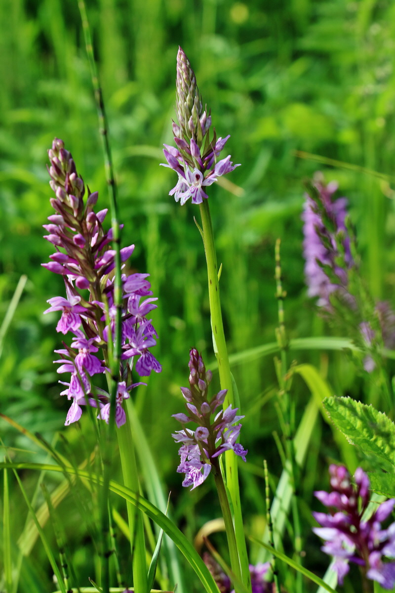 RNA_2017_06_08_8695p_Bildgr��e �ndern