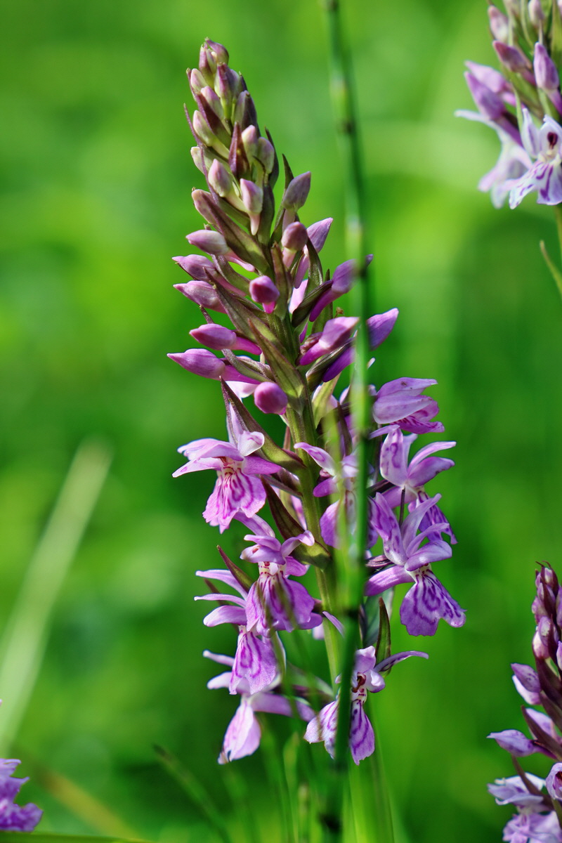 RNA_2017_06_08_8703p_Bildgr��e �ndern