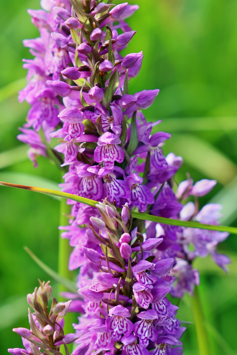 RNA_2017_06_08_8712p_Bildgr��e �ndern