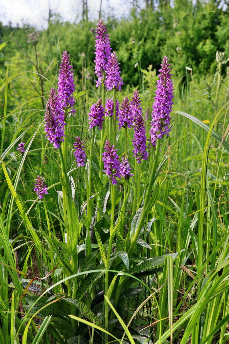 RNA_2017_06_08_8724p_Bildgr��e �ndern