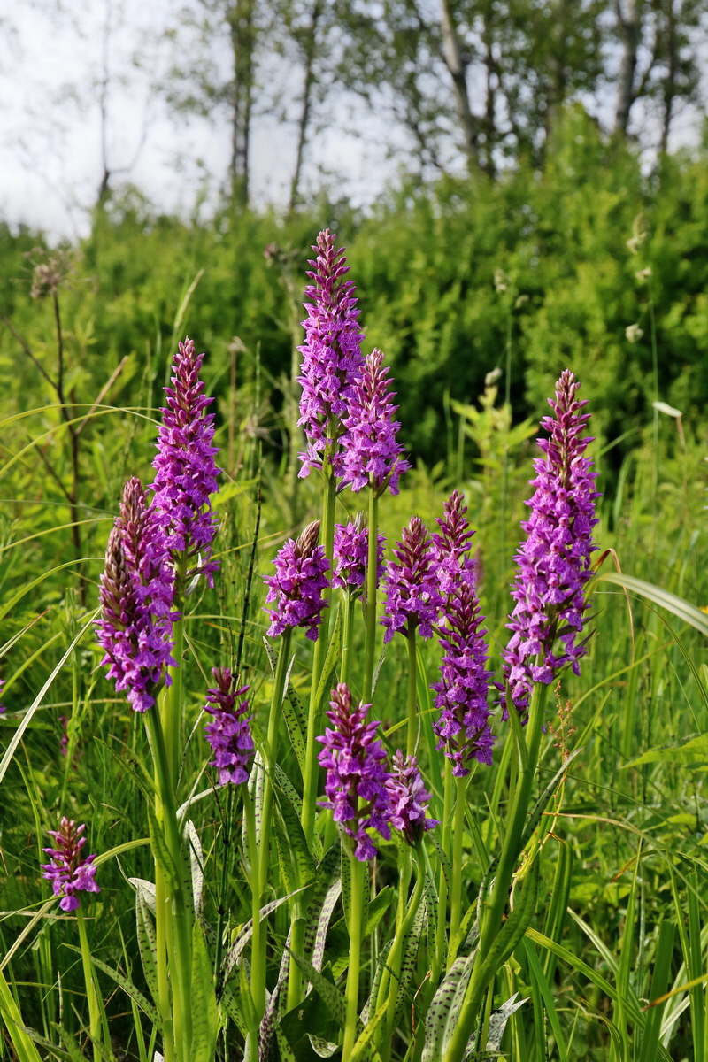 RNA_2017_06_08_8727p_Bildgr��e �ndern