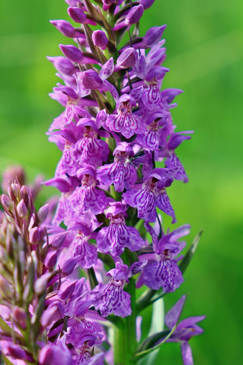 RNA_2017_06_08_8730p_Bildgr��e �ndern