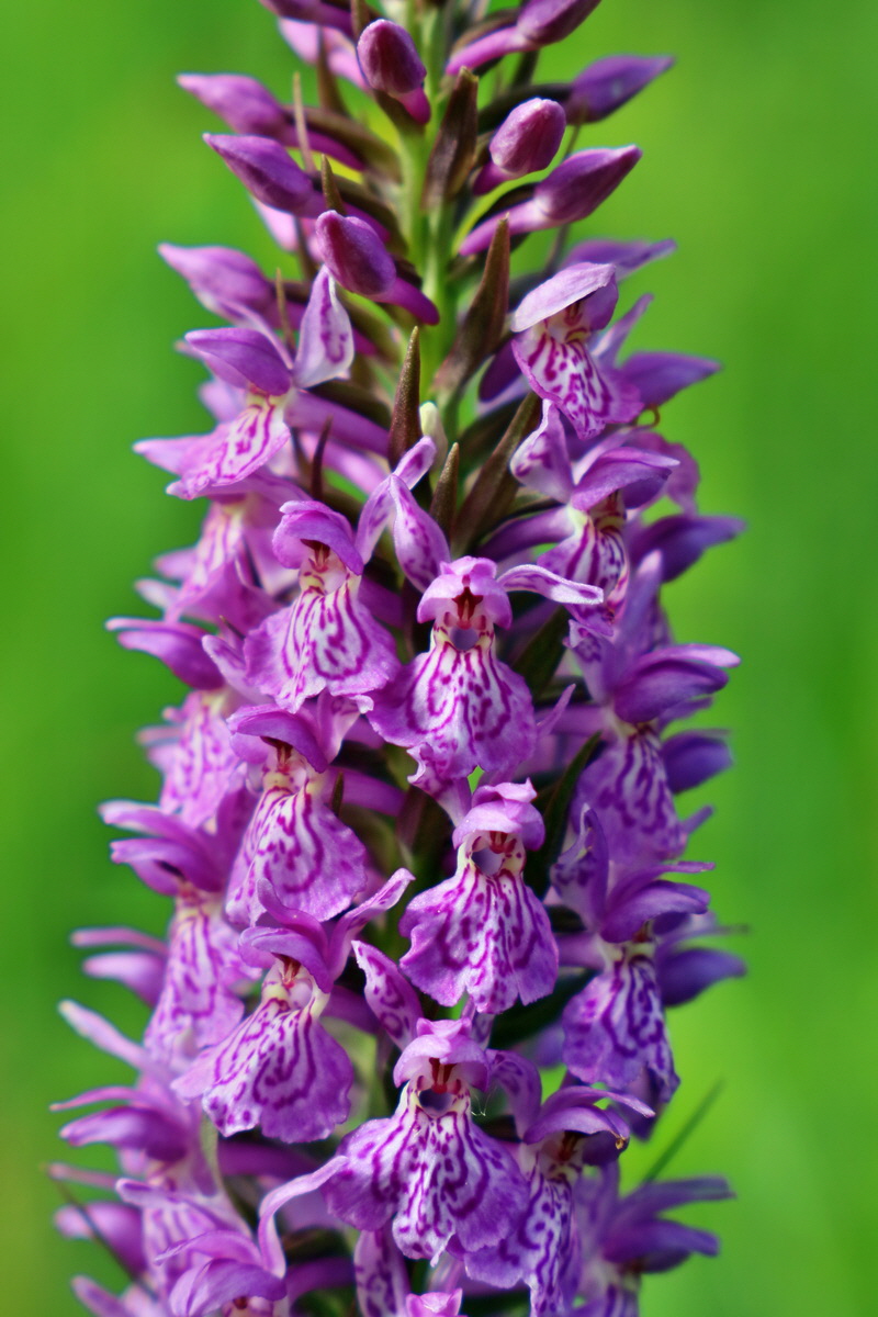 RNA_2017_06_08_8738p_Bildgr��e �ndern