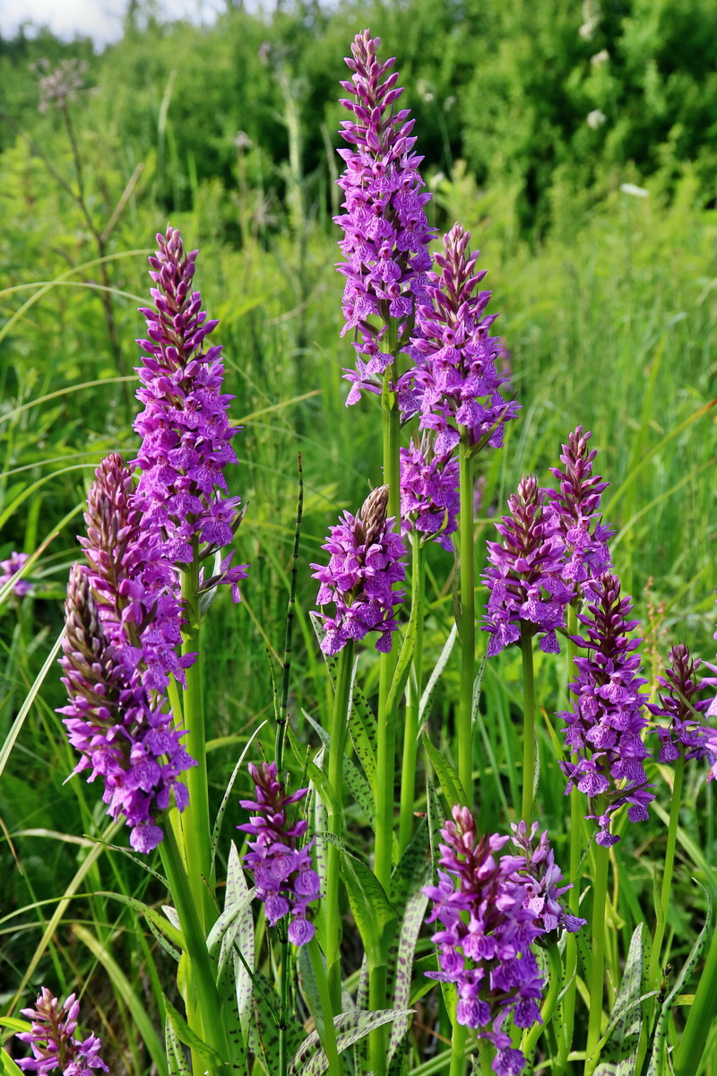 RNA_2017_06_08_8755p_Bildgr��e �ndern