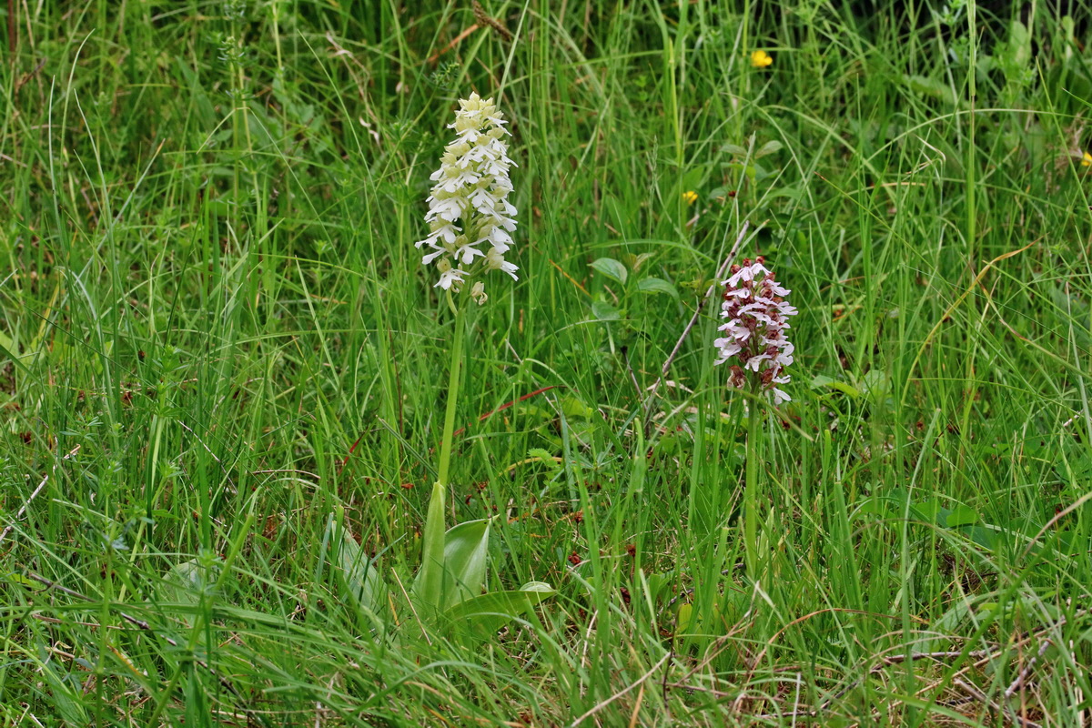 RNA_2017_05_18_5493p_Bildgr��e �ndern