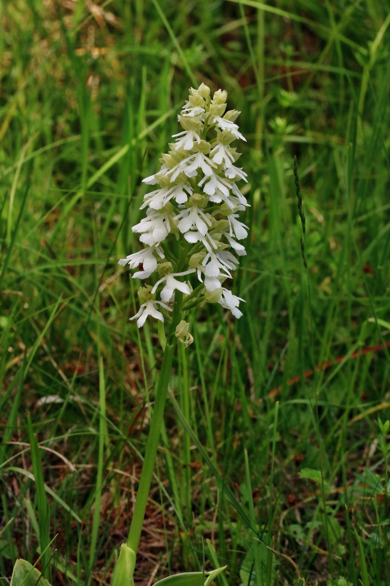 RNA_2017_05_18_5497p_Bildgr��e �ndern