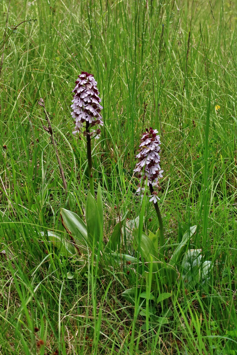 RNA_2017_05_18_5550p_Bildgr��e �ndern