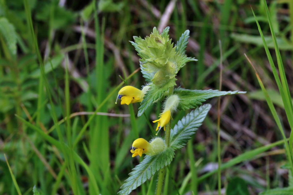 RNA_2017_05_18_5556p_Bildgr��e �ndern