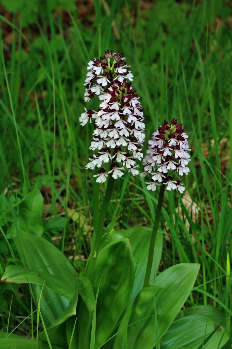 RNA_2017_05_18_5559p_Bildgr��e �ndern