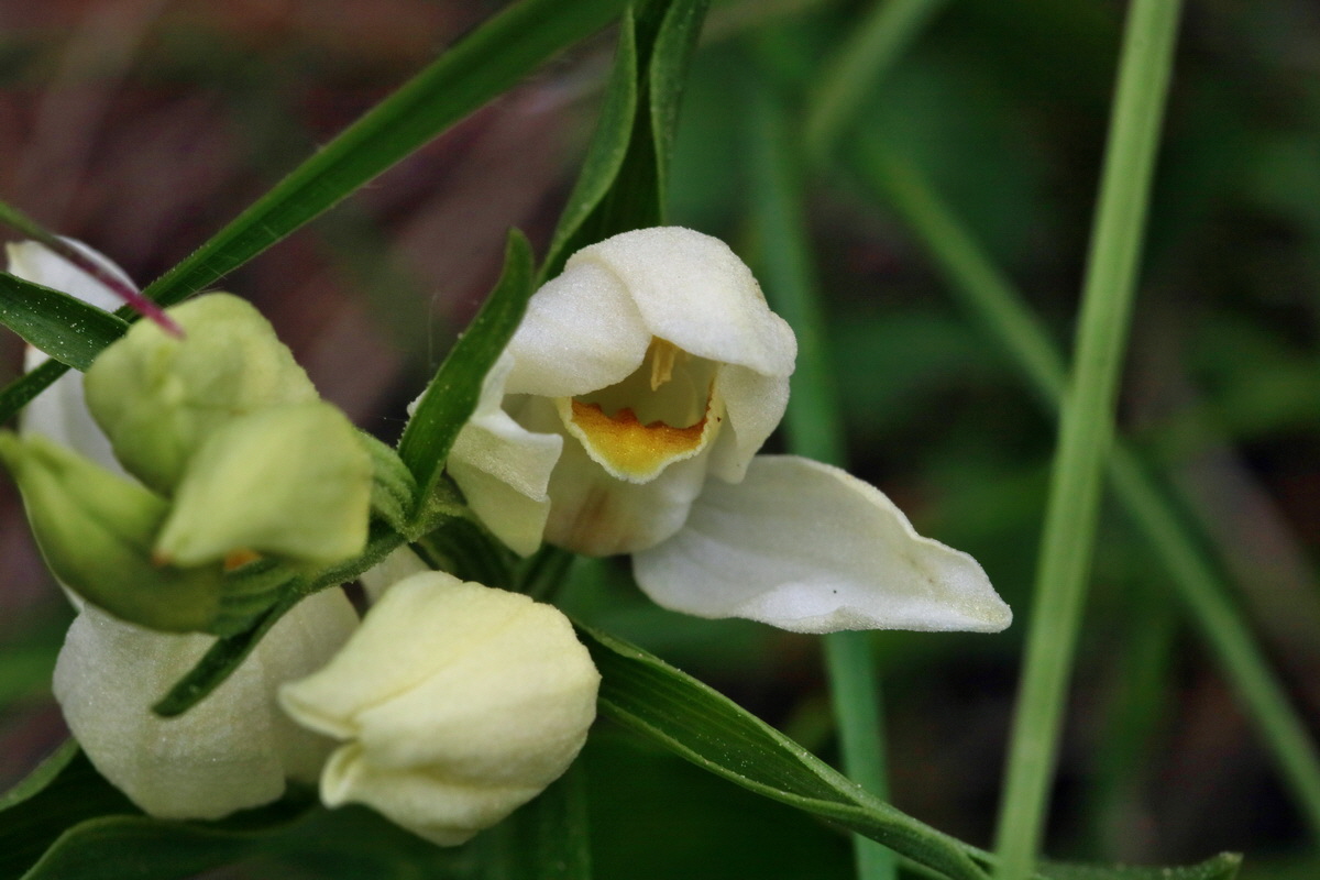 RNA_2017_05_18_5573p_Bildgr��e �ndern