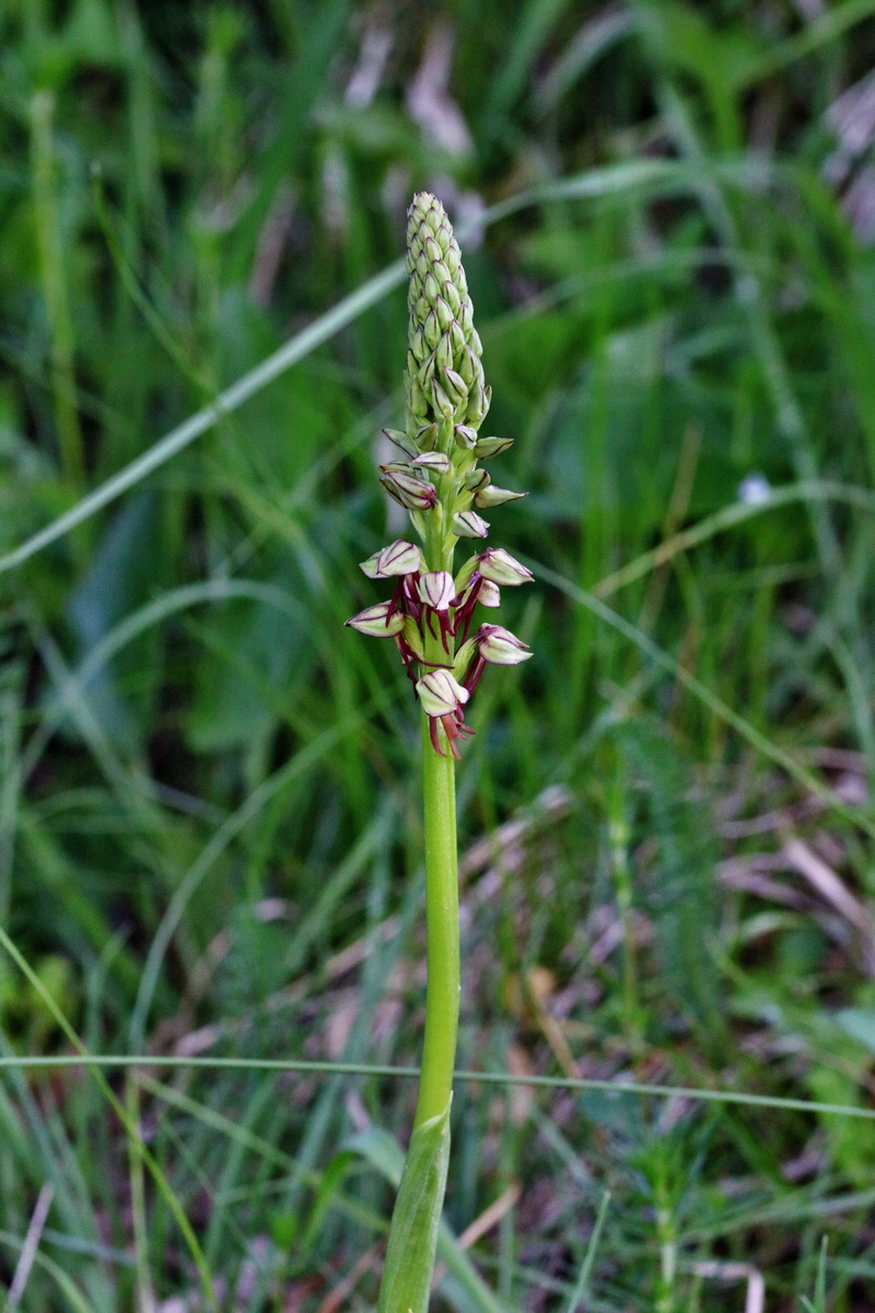 RNA_2017_05_18_4805p_Bildgr��e �ndern