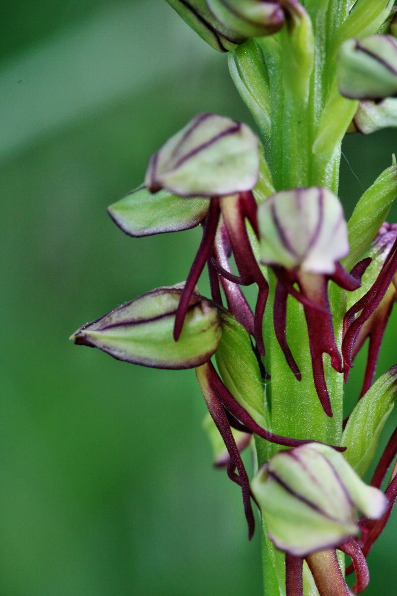 RNA_2017_05_18_4814p_Bildgr��e �ndern