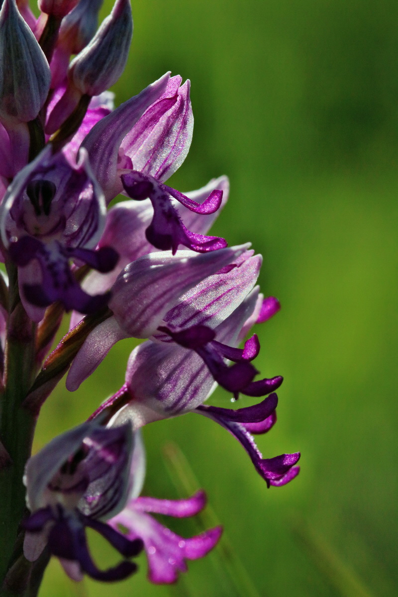 RNA_2017_05_18_4839p_Bildgr��e �ndern