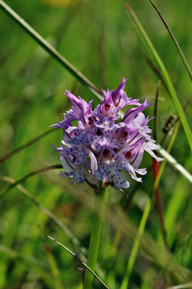 RNA_2017_05_18_4862p_Bildgr��e �ndern