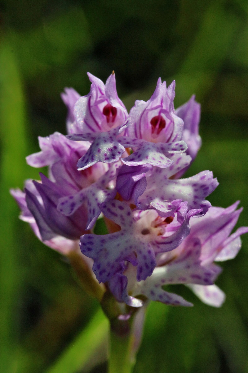 RNA_2017_05_18_4866p_Bildgr��e �ndern