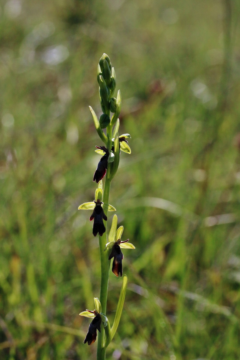 RNA_2017_05_18_4883p_Bildgr��e �ndern