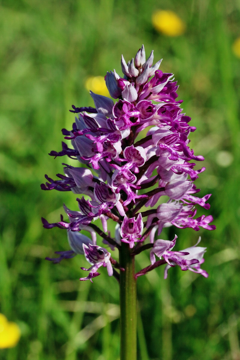 RNA_2017_05_18_4899p_Bildgr��e �ndern