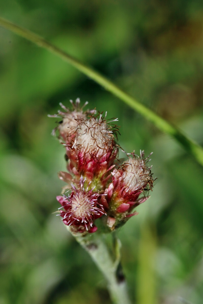 RNA_2017_05_18_4928p_Bildgr��e �ndern