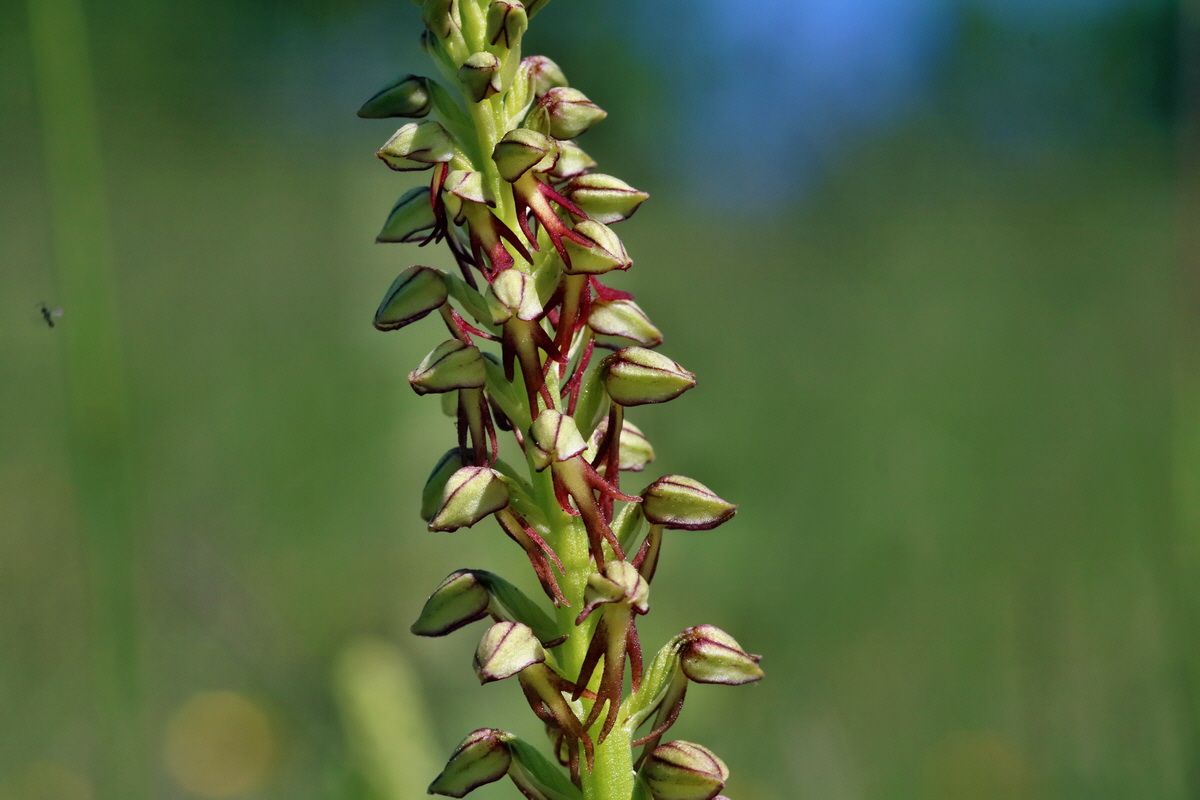 RNA_2017_05_18_4979p_Bildgr��e �ndern