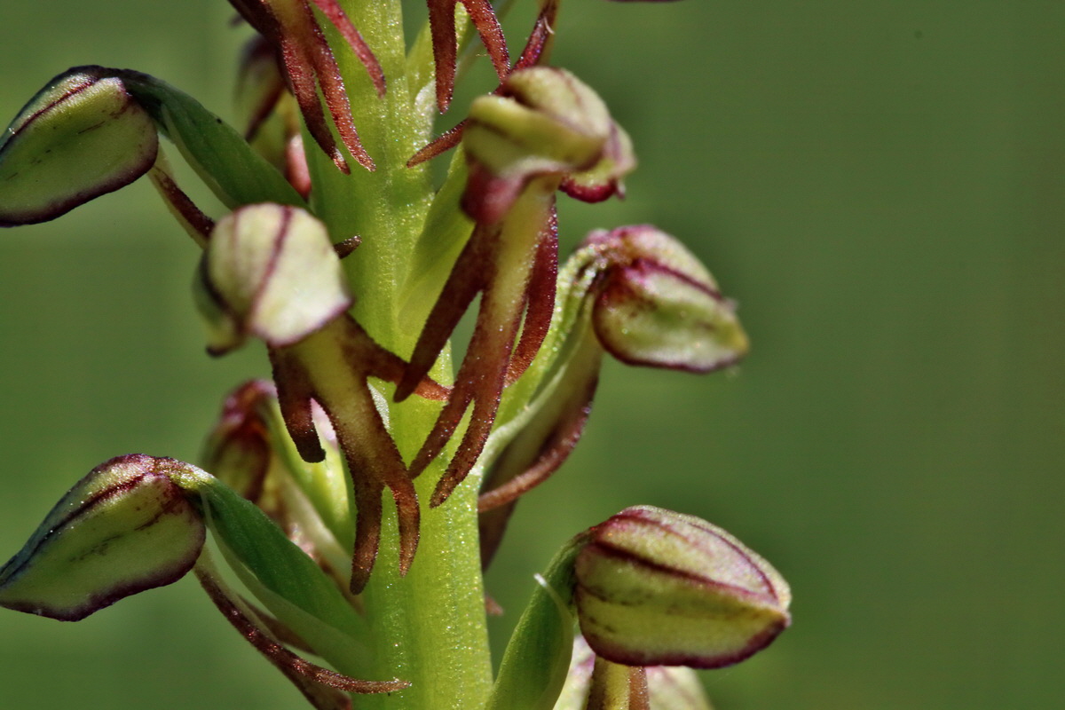 RNA_2017_05_18_4988p_Bildgr��e �ndern