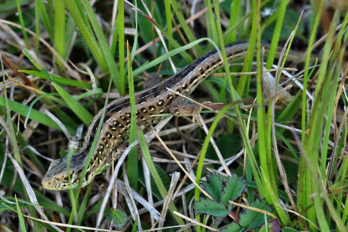 RNA_2017_05_18_5018p_Bildgr��e �ndern