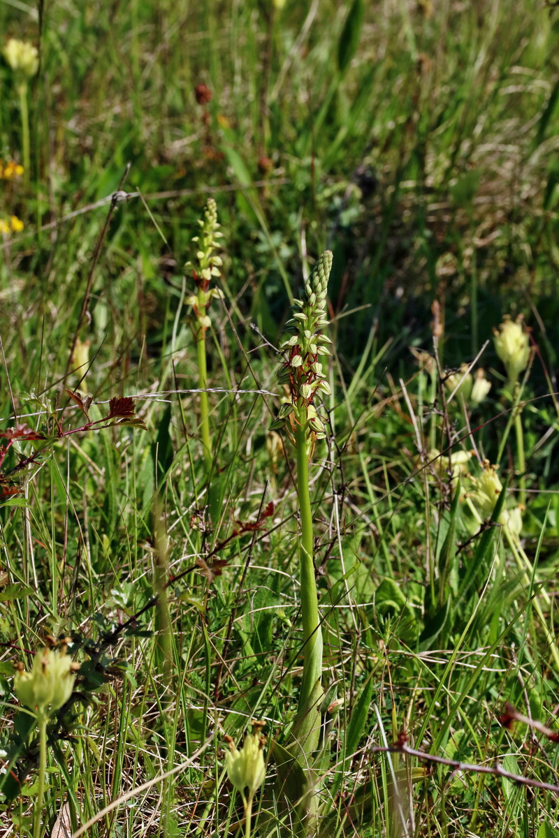 RNA_2017_05_18_5061p_Bildgr��e �ndern