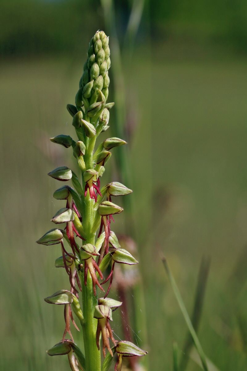 RNA_2017_05_18_5066p_Bildgr��e �ndern