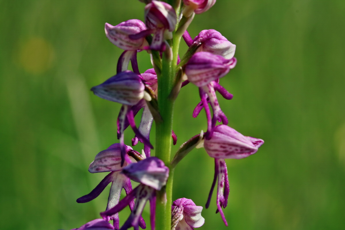 RNA_2017_05_18_5187p_Bildgr��e �ndern