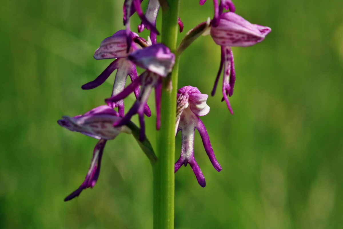 RNA_2017_05_18_5192p_Bildgr��e �ndern