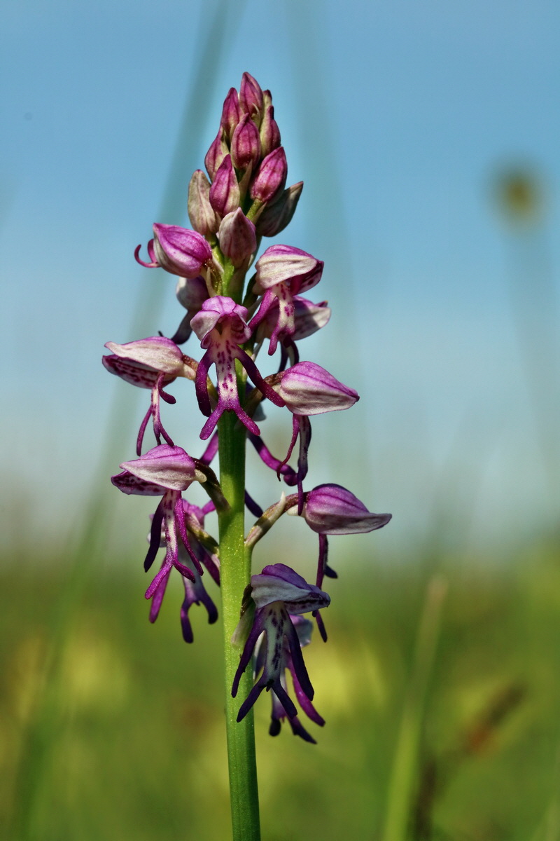 RNA_2017_05_18_5243p_Bildgr��e �ndern