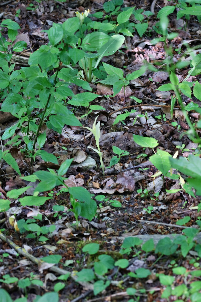 RNA_2017_05_18_5261p_Bildgr��e �ndern