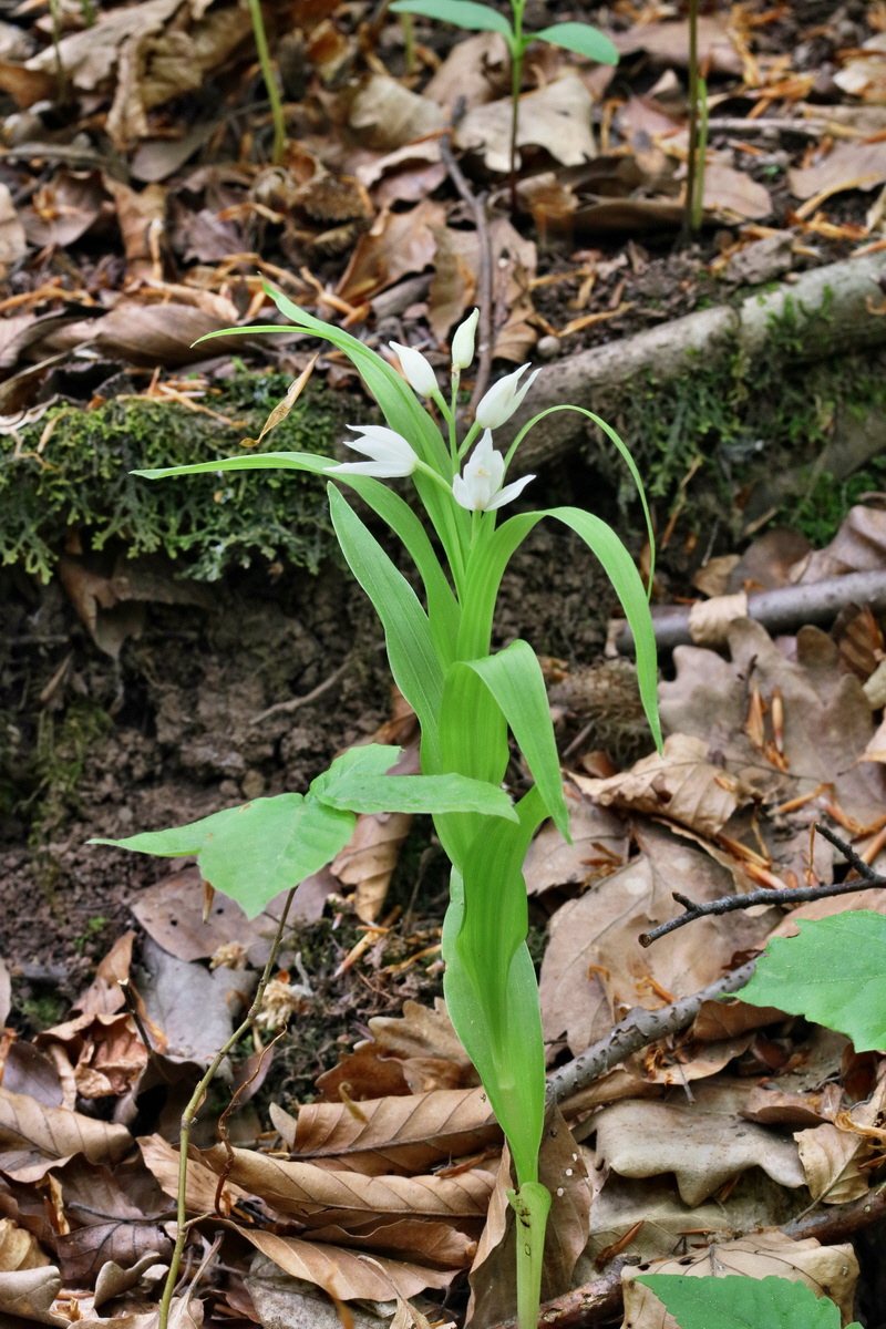 RNA_2017_05_18_5578p_Bildgr��e �ndern